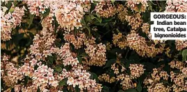  ??  ?? GORGEOUS:
Indian bean tree, Catalpa
bignonioid­es