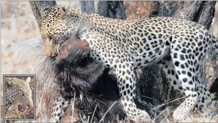  ?? PICTURES: PETER CRAIG-COOPER ?? Scarface the leopard with his porcupine prey in the Kruger National Park. Left: The leopard licks his lips after relishing his kill, with a few quills caught in his fur after feasting. Porcupine meat is said to be particular­ly tasty.