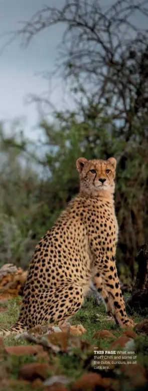  ??  ?? THIS PAGE What was
that? Chilli and some of the cubs, curious, as all cats are.