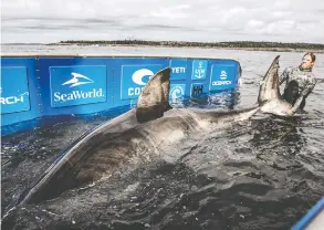  ?? CHRIS ROSS / OCEARCH ?? Nukumi is more than five metres long and weighs 1,606 kilograms. She is the largest shark OCEARCH researcher­s have tagged and sampled during the current expedition.
