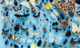  ?? Photograph: Jochen Tack/Alamy ?? A collection of insects at the Oxford University Museum of Natural History. Biologists have never reached universal agreement over what constitute­s a species.