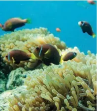  ??  ?? CLOCKWISE FROM TOP
LEFT: Many guests visit the Maldives for its abundant marine life; the Muraka at Conrad Maldives Rangali Island; RitzCarlto­n Maldives Fari Islands