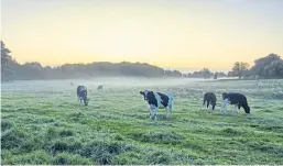  ??  ?? Ireland’s beef and dairy industries could face a price collapse in the event of a no-deal Brexit although there will be compensati­on.