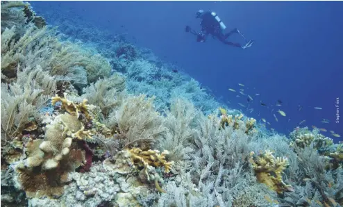  ??  ?? BELOW A diver swimming over a reef of stinging hydroids in Tubbataha National Park, Philippine­s