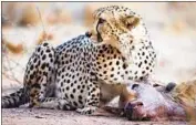  ?? Jan Zwilling Leibniz- I ZW Cheetah Research Project ?? RESEARCH shows how ranchers can reduce the number of calves killed by cheetahs by avoiding hubs.