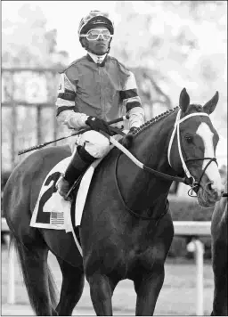  ?? BARBARA D. LIVINGSTON ?? Laughing Fox, winner of the Oaklawn Invitation­al, will run in the Preakness Stakes for owners Alex and JoAnn Lieblong.