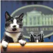  ?? FOTO: DPA ?? Socks, die Katze Bill Clintons, wurde eine kleine Berühmthei­t.