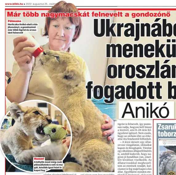  ?? ?? Pótmama
Herlicska Anikó eteti a kis jövevényt, a gondozónő már több tigrist és oroszlánt felnevelt
Hamm!
A kölyök most még csak plüssállat­okra veti rá magát, később igazi húst is kapni fog
