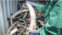  ??  ?? A Malaysian wildlife official holds a confiscate­d elephant ivory tusk from Africa before destroying the ivory in Malaysia in April this year.