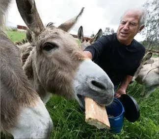  ?? (Photo Philippe Arnassan) ?? L’éleveur fréjusien Guy Garon et son associatio­n des Ânes du Plan Guinet comptent bien redorer le blason de ces animaux grâce à la foire qu’il organise.
«L’âne est un animal têtu ».