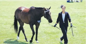  ??  ?? Follow me . . . Janelle Docherty (28), of Mosgiel, leads former Hong Kong racehorse After Dark.