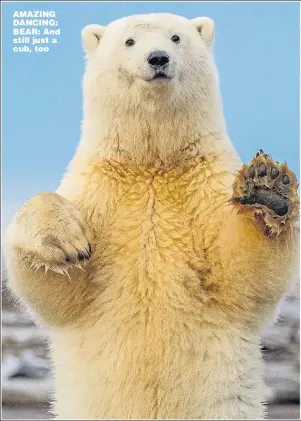  ?? Pictures: SOLENT NEWS, SYCO/THAMES ?? AMAZING DANCING: BEAR: And still just a cub, too SOMETIMES the world can be a depressing place and then along come the animals to cheer up the humans. So thank you, Daily Express, for those wonderful pictures of a young polar bear seemingly dancing and...