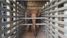  ?? Reuters ?? An elephant is seen in an enclosure at India’s first hospital for elephants in Mathura on November 16.