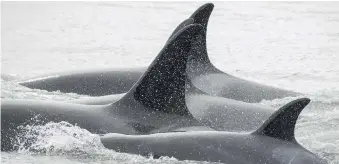  ??  ?? J50 and other female orcas in her family seen off San Juan Island in August. Three-year-old J50 was found wasting away this year. Despite efforts to save her, J50 was declared dead by scientists this month.