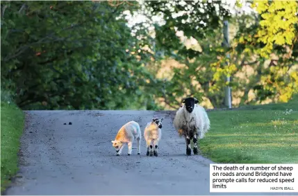  ?? HADYN IBALL ?? The death of a number of sheep on roads around Bridgend have prompte calls for reduced speed limits