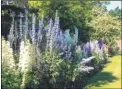  ??  ?? Glorious delphinium­s at Godinton House