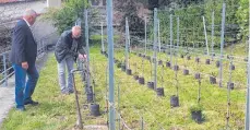  ??  ?? Günter Staud (links) und Gerhard Wirbel merken bei der Begehung, dass der Frost den Weinreben ganz schön zugesetzt hat. Manch ein Trieb hat es nicht geschafft und ist erfroren.