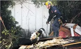  ?? Al Seib Los Angeles Times ?? DAVIS DOTY and Jester, from an Orange County search and rescue team, work to locate bodies in Montecito. At least 17 people are dead and 17 more are missing.