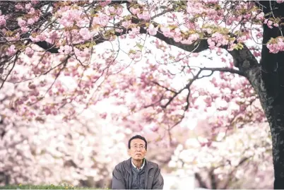  ?? ?? Tanaka posing for a photo underneath blooming cherry trees at a farm in Yuki.