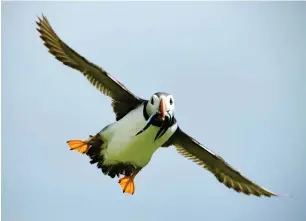  ?? ?? Ron Ballantyne’s shot of a puffin with sandeels