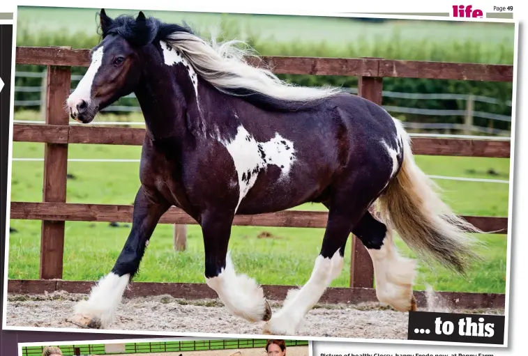  ??  ?? ... to this Picture of health: Glossy, Glossy happy Frodo now, now at Penny Farm