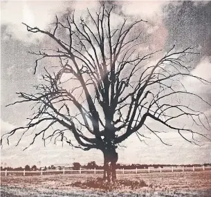  ?? DON CHAPMAN PHOTOS ?? Don Chapman’s favourite oak tree stood for decades in a Woodbridge farmer’s field along Hwy. 50 north of Hwy. 7. It was toppled by a windstorm in 2013.