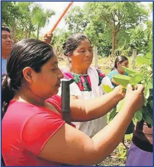  ??  ?? Confirman que el número de mujeres asesinadas va en aumento