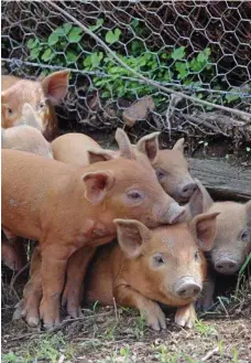  ??  ?? Some Tamworth piglets at Tillari Trotters Free Range Rare Breed Pork.