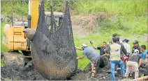  ??  ?? Babahoyo. En la víspera, el elefante marino fue rescatado del canal.