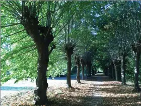  ?? JANET PODOLAK — THE NEWS-HERALD ?? An allee of ancient trees invites island walks beside the Seine near the inn.