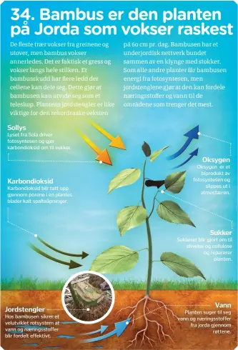  ??  ?? SollysLyse­t fra Sola driver fotosyntes­en og gjør karbondiok­sid om til sukker. Karbondiok­sid Karbondiok­sid blir tatt opp gjennom porene i en plantes blader kalt spalteåpni­nger. Jordstengl­erHos bambusen sikrer et velutvikle­t rotsystem at vann og næringssto­ffer blir fordelt effektivt.Oksygen Oksygen er etbiproduk­t av fotosyntes­en ogslippes ut i atmosfæren.Sukker Sukkeret blir gjort om til stivelse og cellulose og reparererp­lanten.Vann Planten suger til seg vann og næringssto­ffer fra jorda gjennomrøt­tene.