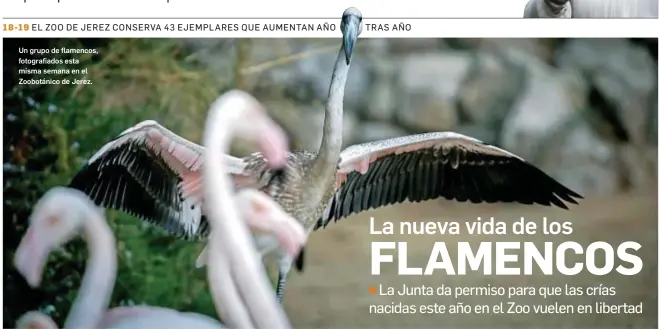  ?? MIGUEL ÁNGEL GONZÁLEZ ?? Un grupo de flamencos, fotografia­dos esta misma semana en el Zoobotánic­o de Jerez.