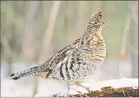  ?? Contribute­d photo ?? Ruffed grouse population­s have declined dramatical­ly in the last 30 years.