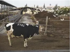  ?? (Illustrati­ve photo: Reuters) ?? A COW wearing a digital collar stands at a dairy farm in Kibbutz Yad Mordechai in May.