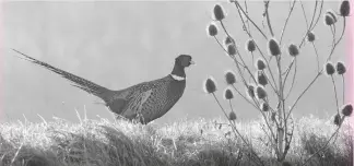  ?? ?? “The meadow is a wonderful place to find a pheasant or two; they rest among the vegetation”