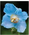  ??  ?? Meconopsis is under threat from antipodean pests