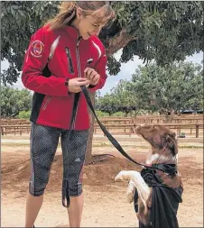  ?? SUBMITTED PHOTO ?? Sarah Leblanc and her border collie, Caper, will be competing in the World Agility Championsh­ips in Milan Italy, later this month.