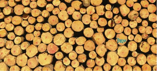  ?? Foto: Oliver Berg,dpa ?? Die Corona-Krise führt zu Holzbergen in den Wäldern, da der Absatz von Industrieh­olz ins Stocken geraten ist.