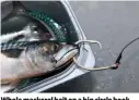  ??  ?? Whole mackerel bait on a big circle hook.