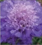  ??  ?? Scabiosa ‘Butterfly Blue’