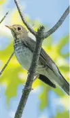  ??  ?? Watch for Swainson’s Thrushes at Britannia Conservati­on Area, Fletcher Wildlife Garden and other city parks.