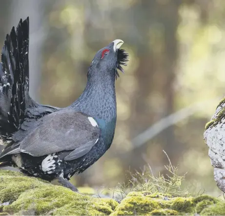  ?? ?? 0 Scotland’s western capercaill­ie population has already been lost