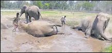  ?? HT PHOTO ?? Elephants wallowing at Chhatbir Zoo on Tuesday.