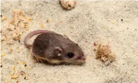  ?? Photograph: Ken Bohn/AP ?? Pat received a Guinness World Records title for longevity for being the oldest living mouse in human care.