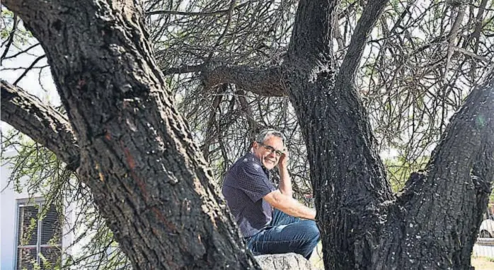  ?? (RAMIRO PEREYRA) ?? Corazón de espinillo. José Luis Serrano, entre las ramas de una de las especias nativas que caracteriz­an los paisajes cordobeses.