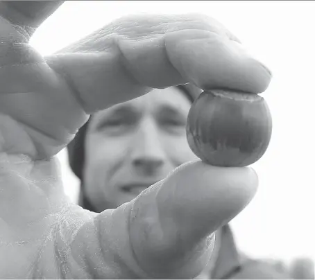  ?? JASON KRYK ?? Scott Deslippe, owner of Hazelview Orchards in Amherstbur­g, holds a hazelnut on Monday.