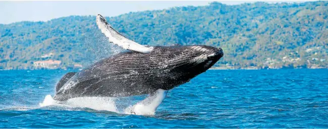  ?? ?? Las ballenas jorobadas realizan prodigioso­s saltos en la bahía de Samaná