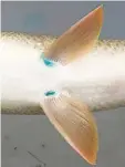  ?? Foto: Tobias Epple ?? Diese Barbe hat zwei Fischtrepp­en durchwande­rt. Das zeigen die blauen Punkte an den Flossen.