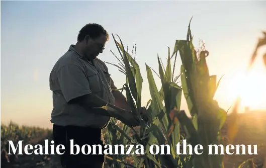  ?? Picture: JAMES OATWAY ?? AMAZING CROP: Andries Visser inspects his flourishin­g mealies on Klippan farm, near Delareyvil­le, North West. Good rain this summer is expected to result in the second-biggest maize crop yet recorded in South Africa, with several million tons available...