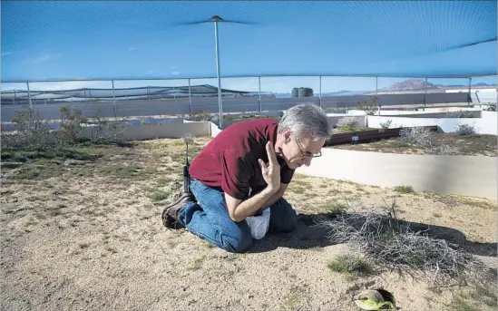  ?? Photograph­s by Gina Ferazzi Los Angeles Times ?? BIOLOGIST BRIAN HENEN observes a young desert tortoise at the Marine Corps Air Ground Combat Center in Twentynine Palms, Calif. Henen is leading the Marine Corps’ $53-million effort to relocate tortoises in exchange for congressio­nal approval to expand...